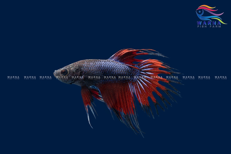 Betta Crowntail