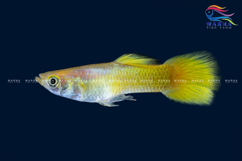 Tuxedo Yellow