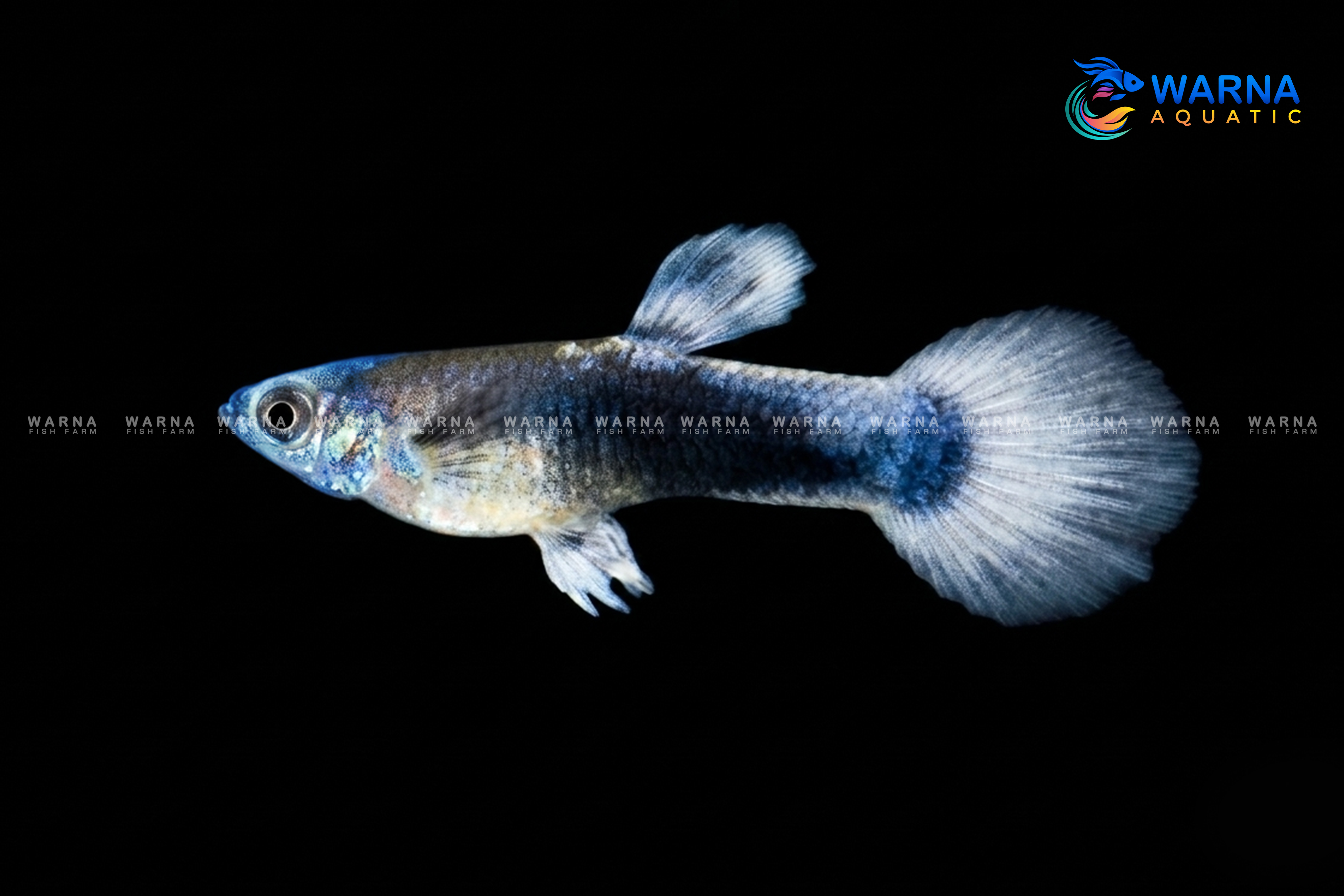 Blue koi