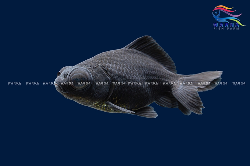 Gold Fish Gogalite