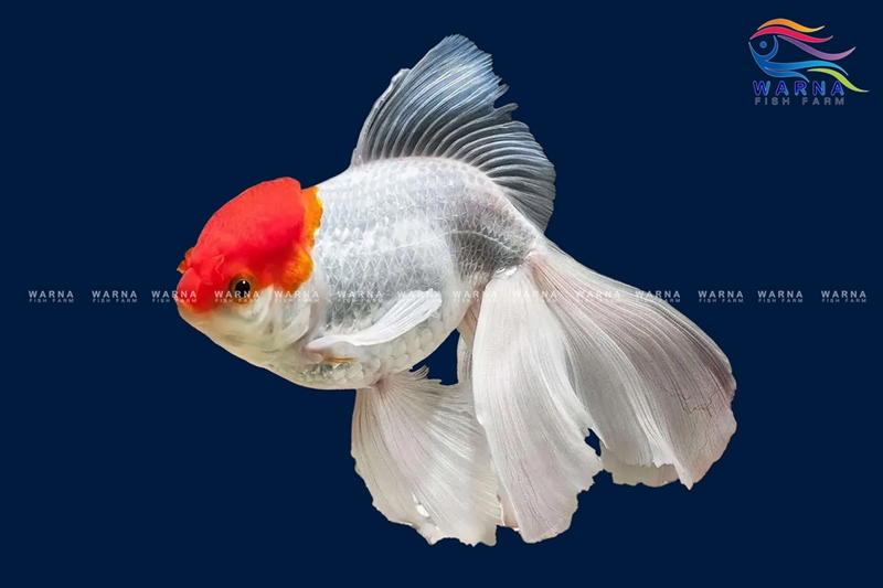 Gold Fish Red Cap