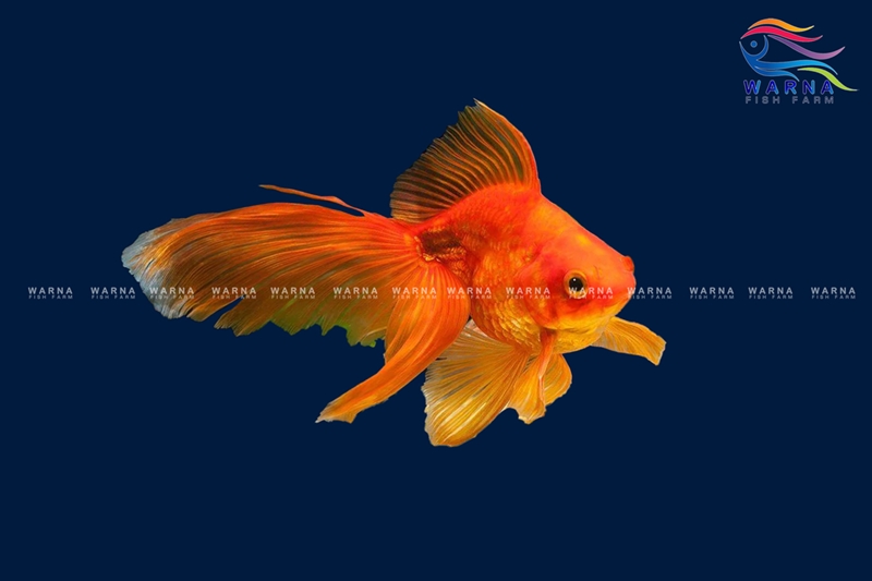 Gold Fish Ryking