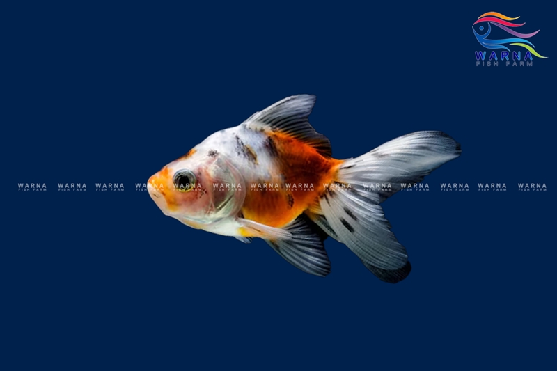 Goldfish Calico