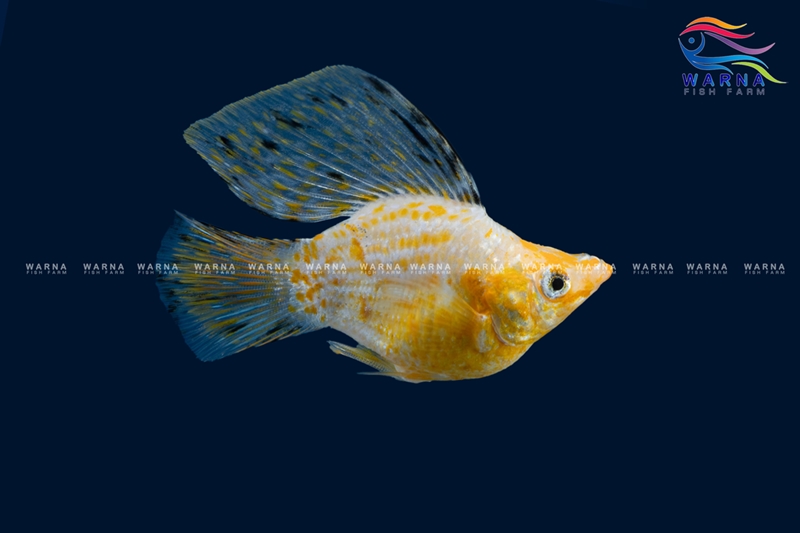 Molly Sailfin Balloon