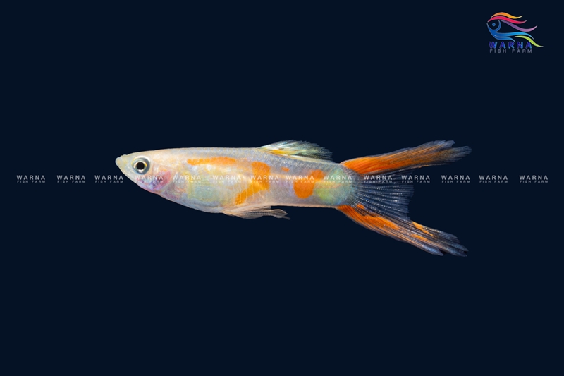 Calico Double Sword