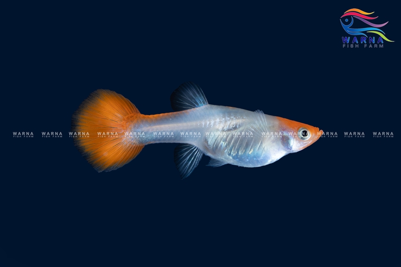 Female – Golden Koi