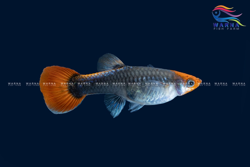 Female – Koi Tuxedo