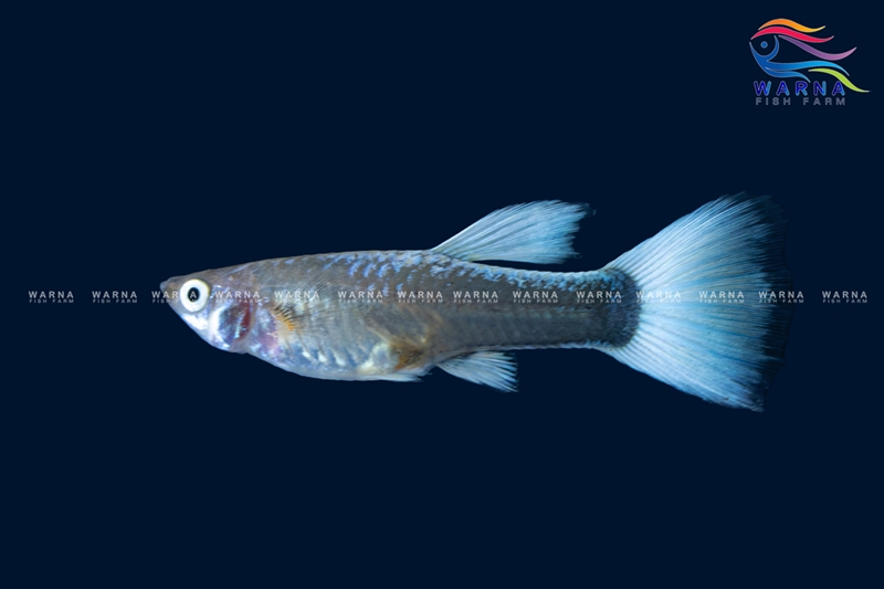 Female – Platinum White