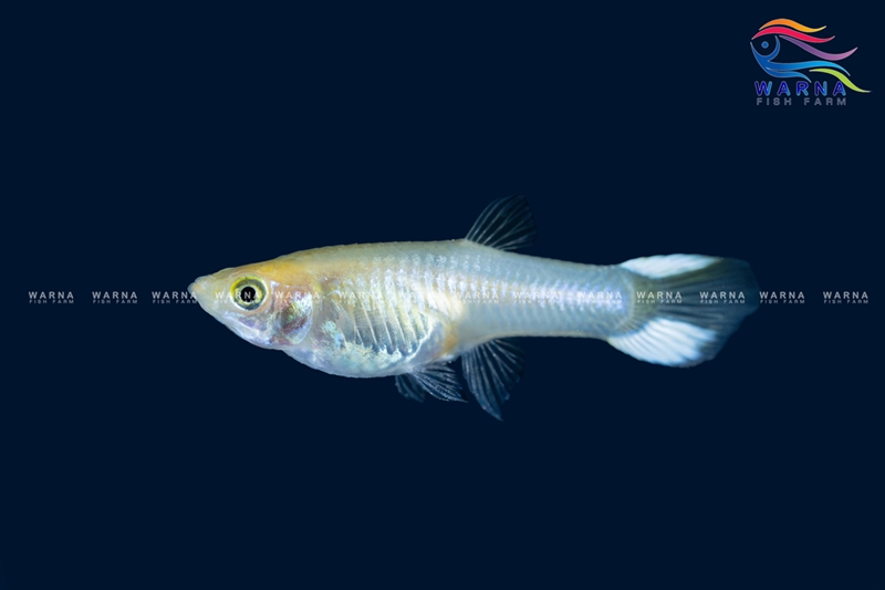 Female – White Guppy