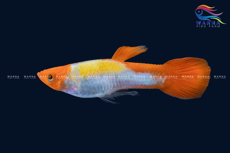 Golden Koi
