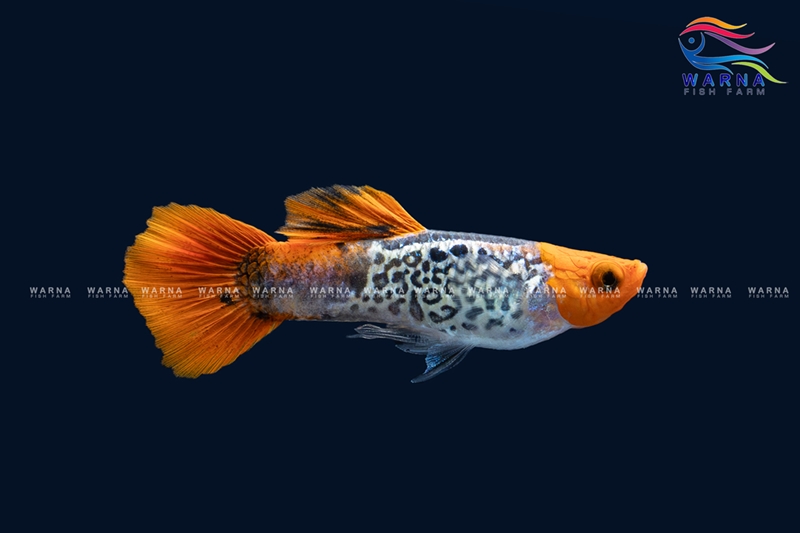 Koi Cobra