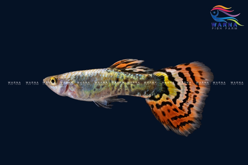 Luminous Leopard