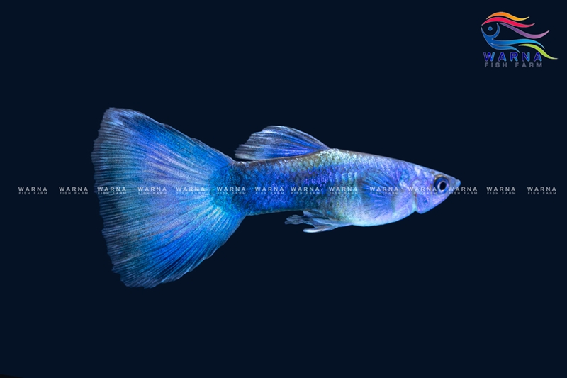 Moscow Blue
