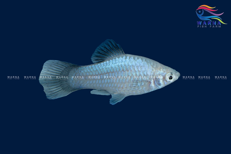 Blue Wag Platy