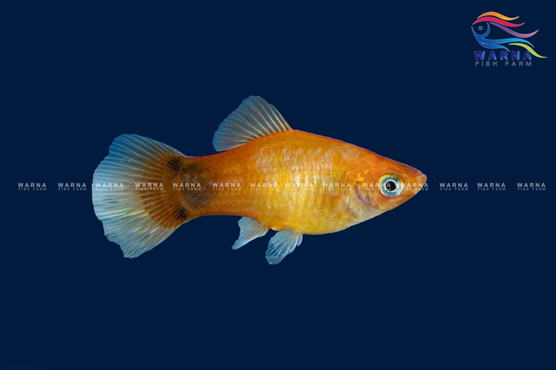 Emerald Platy