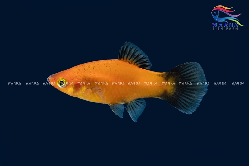 Red Wagtail Platy