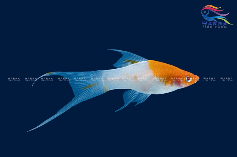 Swordtail Red Cap