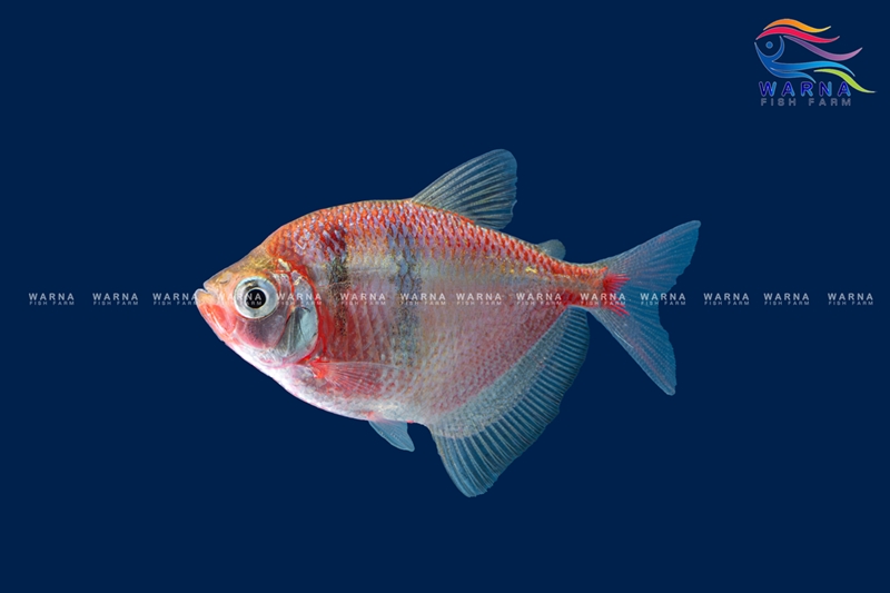 Dark Red Tetra
