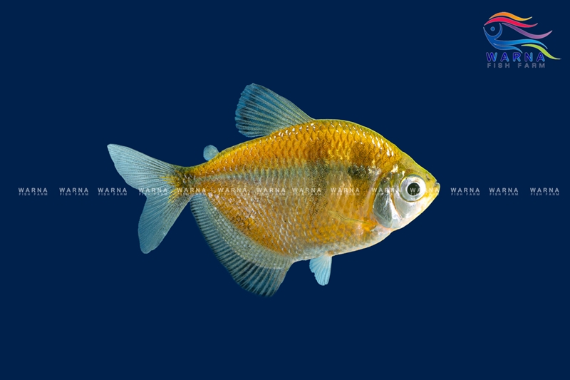 Dark Yellow Tetra