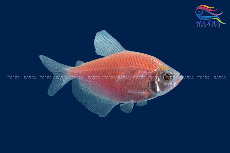 Glow Tetra Pink