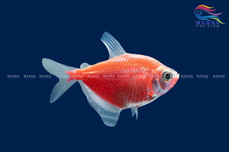 Glow Tetra Red