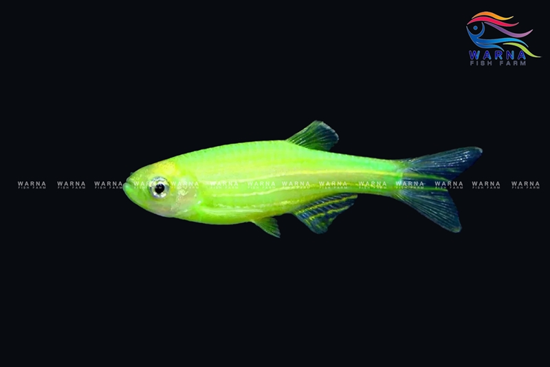 Danio Zebra Green