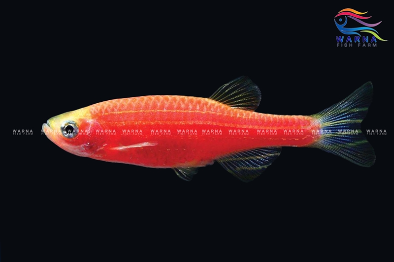Danio Zebra Red